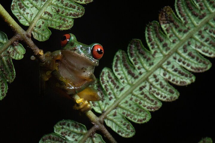 Rufos-eyes riverside Frogs
Rain forest night tour with johnny loves nature